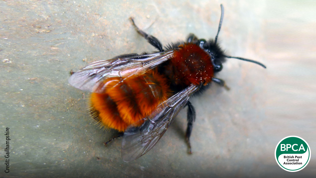 Tawny mining bee Andrena fulva Idnetification UK Tawny mining bee Andrena fulva Idnetification UK